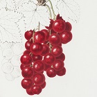 Histoire de la botanique