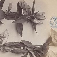 Histoire de la botanique (UM)